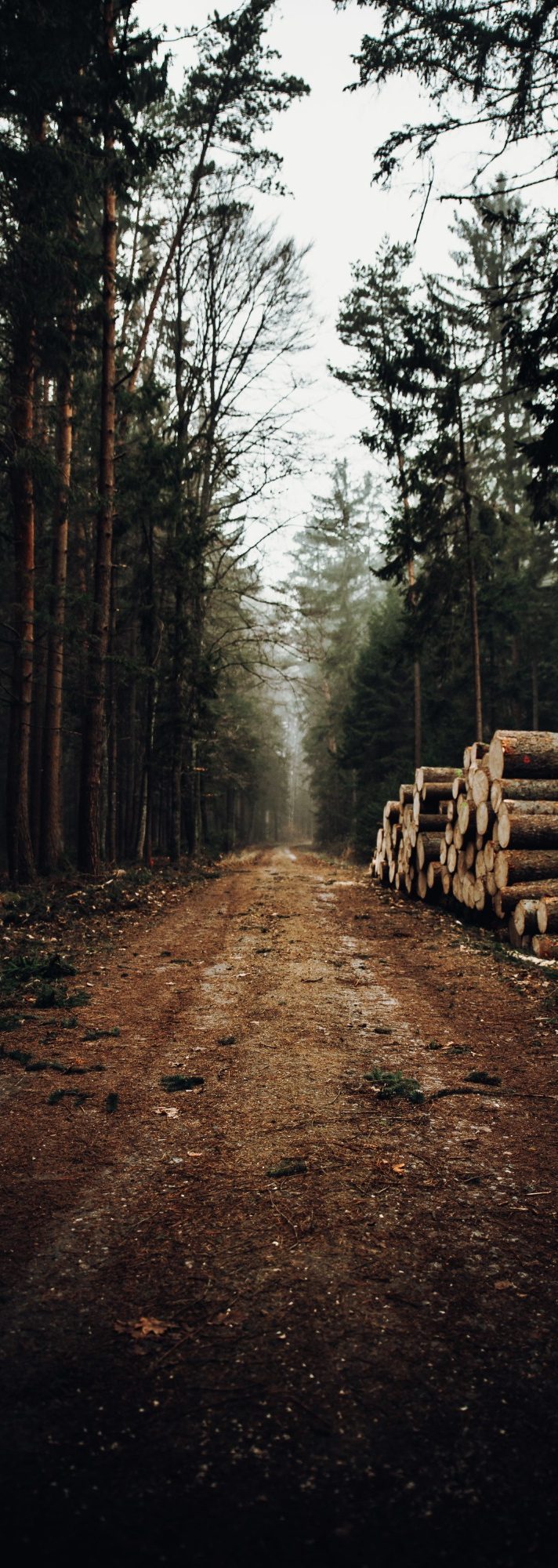 Die Holzwirtschaft im Möbelbau bezieht sich auf die Herstellung von Möbeln aus Holz. Dabei werden verschiedene Holzarten verwendet, um funkt